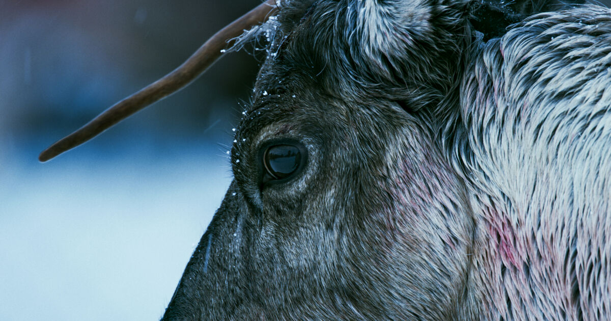 «La fjella leve» Norgespremiere på Olavskino i Trondheim