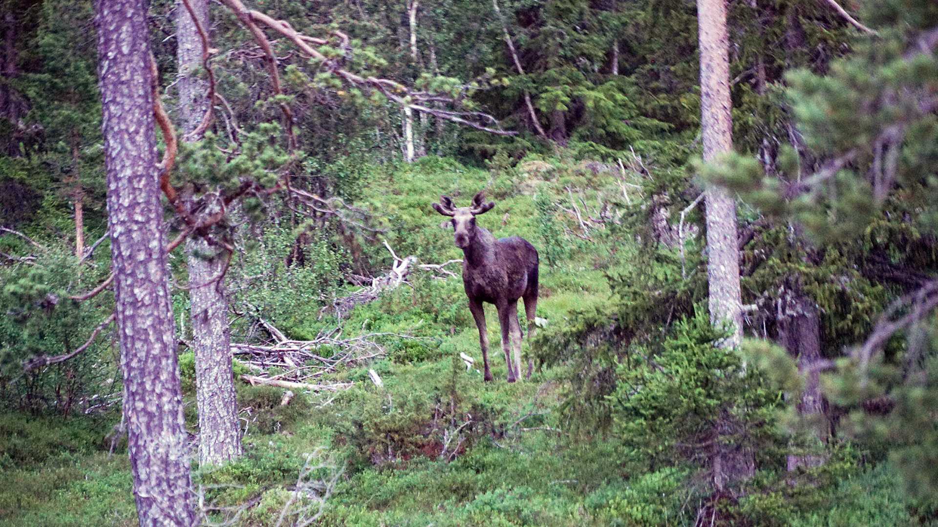 Elgsafari på Rauland